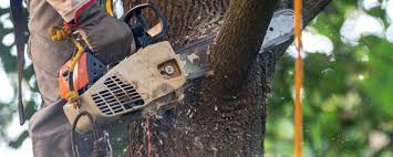 Professional Tree Services in Brownsville, LA