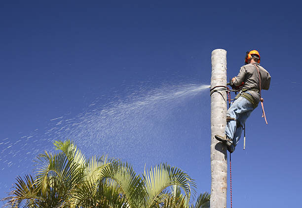 Best Seasonal Cleanup (Spring/Fall)  in Brownsville, LA