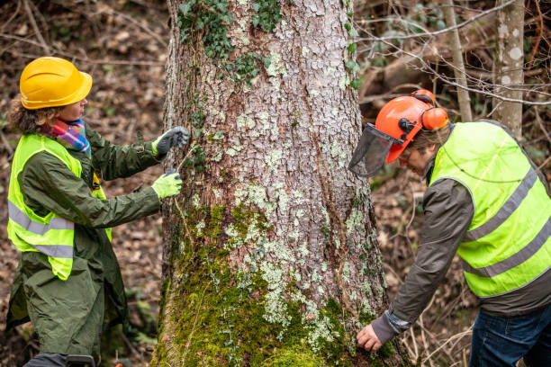 Best Storm Damage Tree Cleanup  in Brownsville, LA