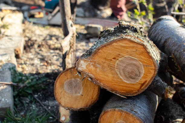 How Our Tree Care Process Works  in  Brownsville, LA