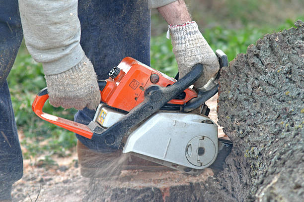 Best Hazardous Tree Removal  in Brownsville, LA