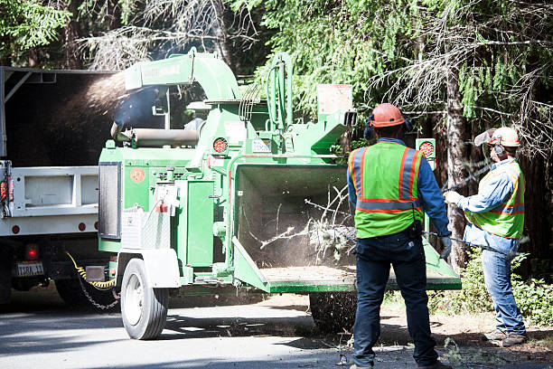 Best Arborist Consultation Services  in Brownsville, LA